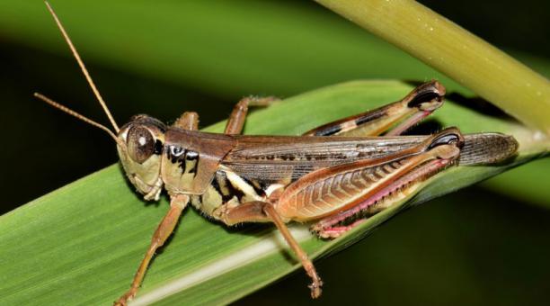 Plaga de langostas en Chunchi