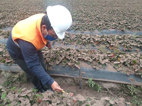Miles de hectáreas afectadas por la caída de ceniza. http://44.213.112.5