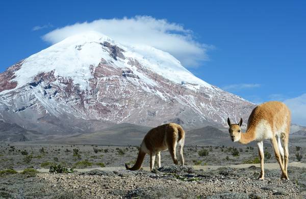 Zonal de Ambiente está en Tungurahua. http://44.213.112.5