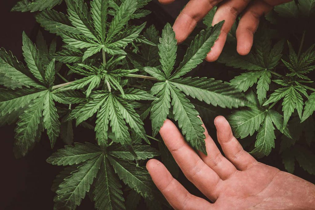 Cannabis