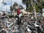palomas fuente de enfermedades
