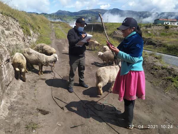 proyecto de ovinos de raza Chimborazo