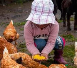 Desnutrición crónica infantil en Chimborazo