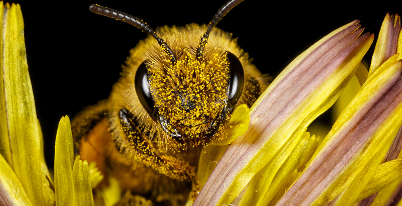 Día Mundial de las Abejas