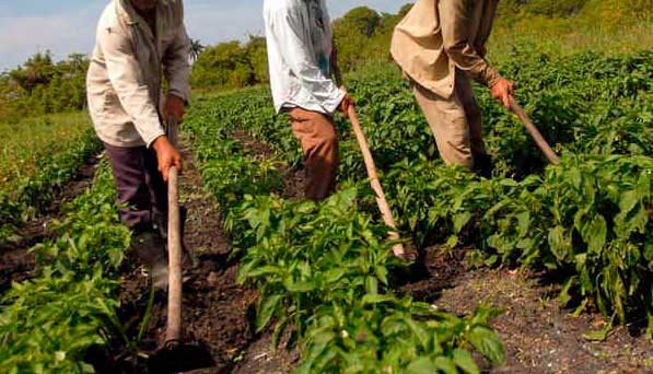 Reactivación económica sector ganadero
