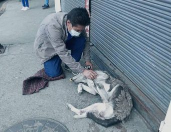 maltrato a perros en Riobamba