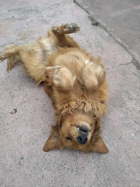 Perro integraba una banda