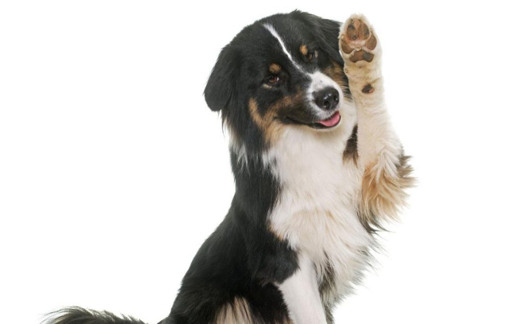 ¿maltrato animal es un problema en Riobamba?