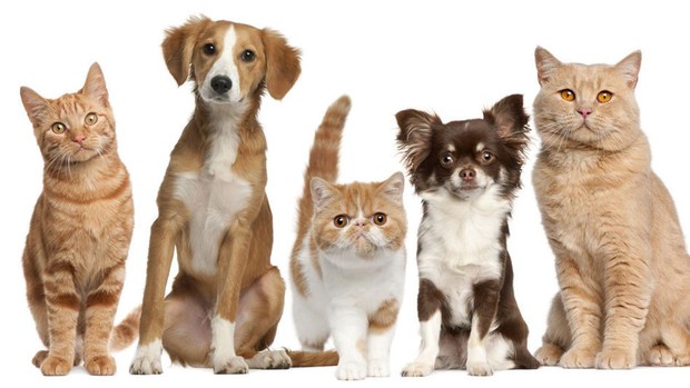 ¿comprar o adoptar mascotas?