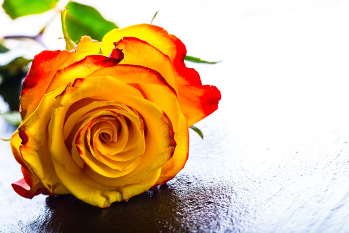 San Valentín la Navidad de floristas
