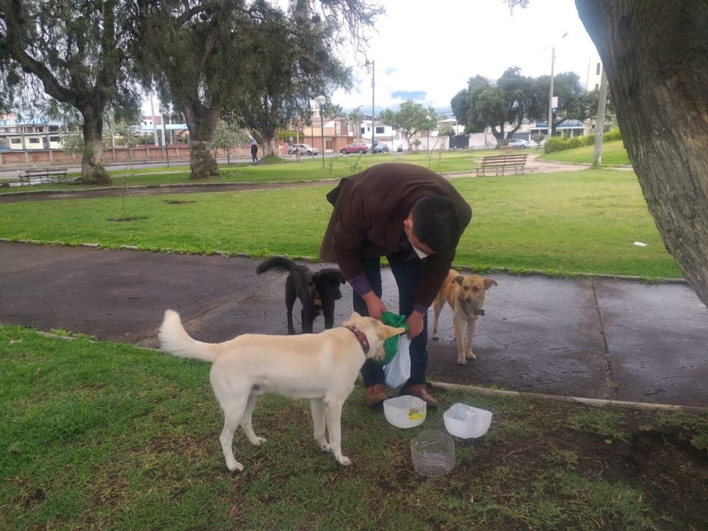 Perros comunitarios regresaron al parque