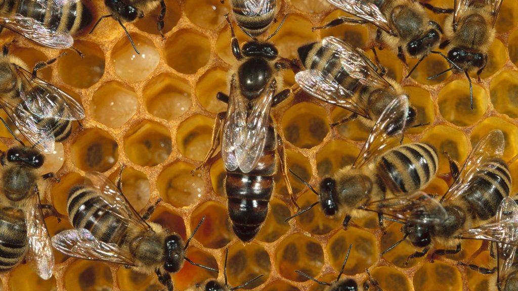 abejas-baile