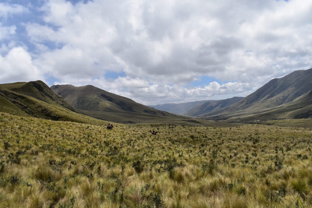 Chimborazo-paramo