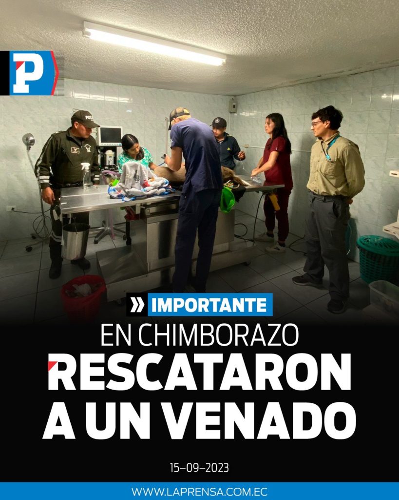 En Chimborazo rescataron a un venado.