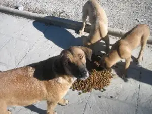 No alimentar mascotas en la calle