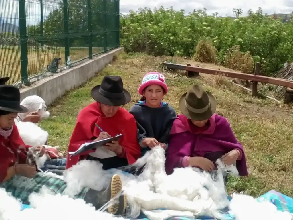 Chimborazo lanza el primer programa genético de alpacas en Ecuador