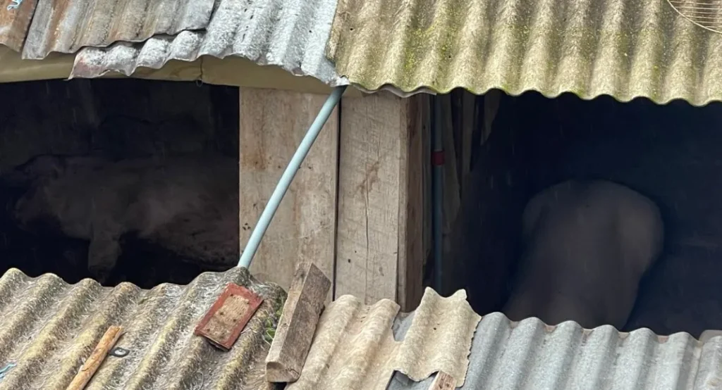 Cerdos criados en la zona urbana de Riobamba.