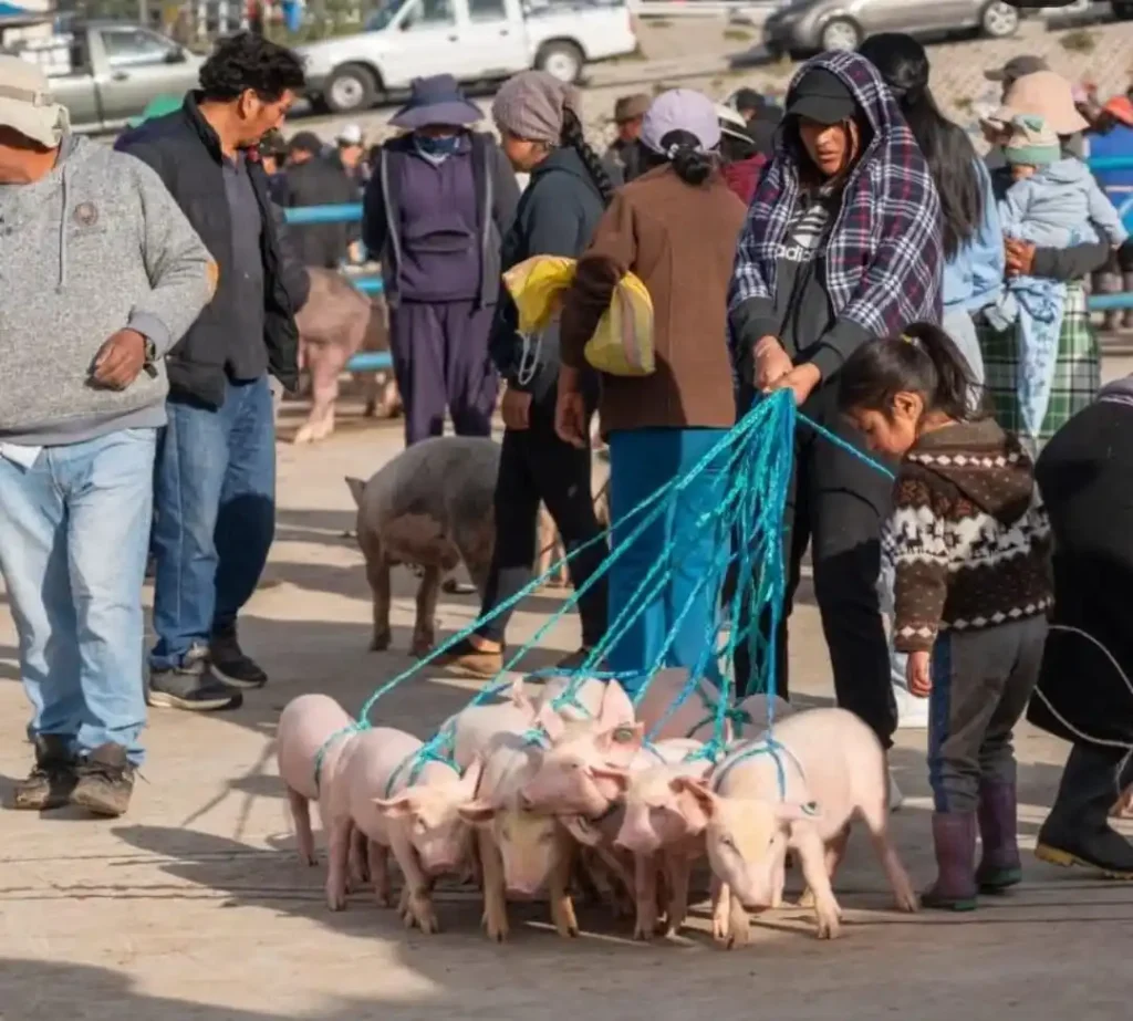 Feria de animales en Riobamba no cerrará