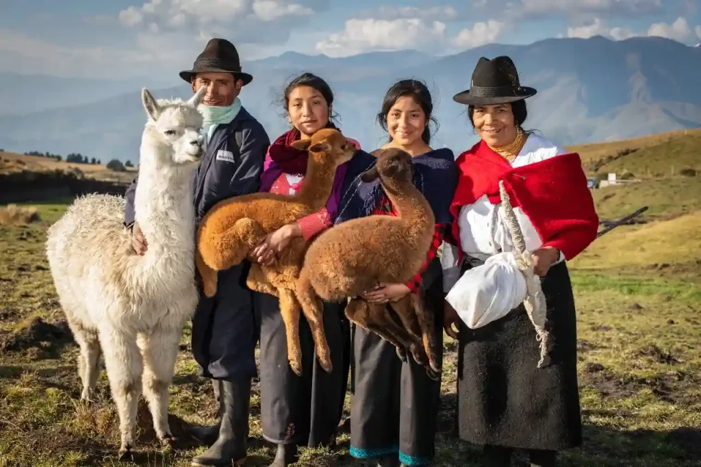 Chimborazo lanza el primer programa genético de alpacas en Ecuador