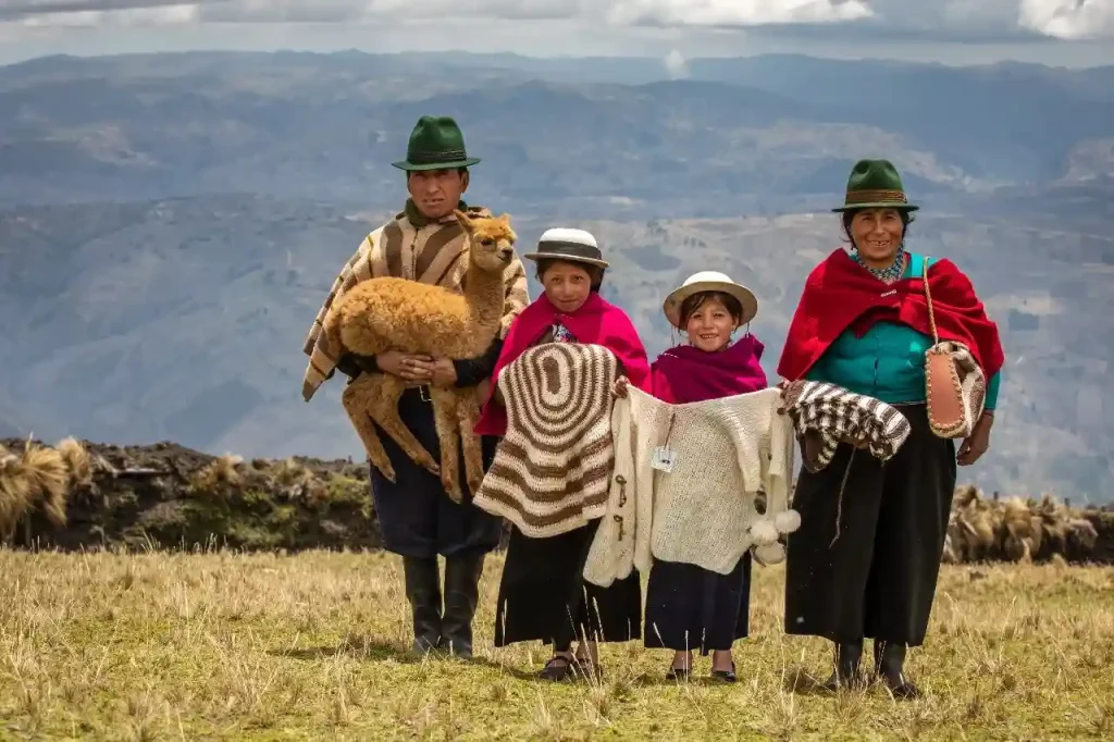 Chimborazo lanza el primer programa genético de alpacas en Ecuador