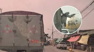 Indignación por video de oso perezoso atado y colgado en camión