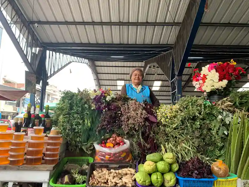Plantas medicinales: ¿Remedios y qué enfermedades curan?