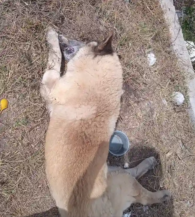 12 perros envenenados en urbanización de Riobamba