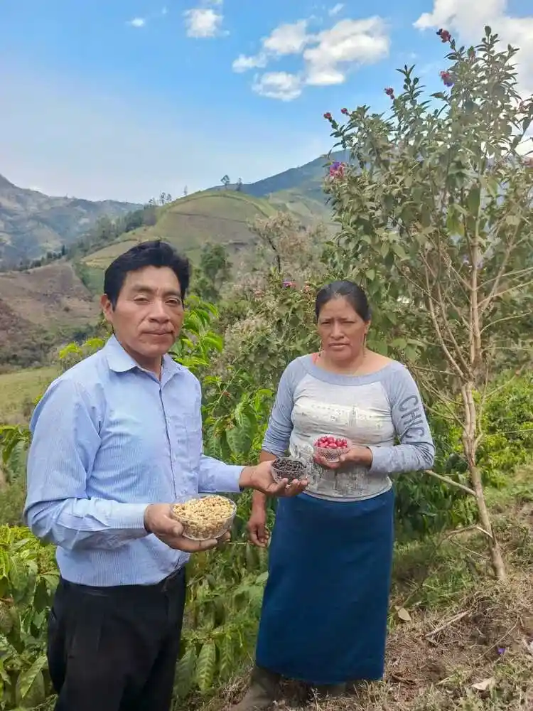 Pallatanga gana concurso del café Taza Dorada 2024 en Ecuador