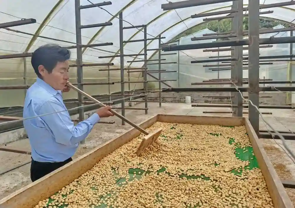 Secado del café ganador de la Taza Dorada 2024.