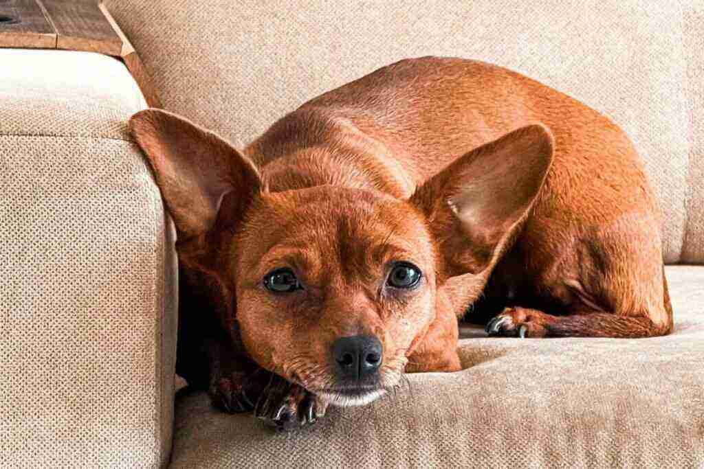 ¿Por qué los fuegos artificiales aterrorizan a los animales?
