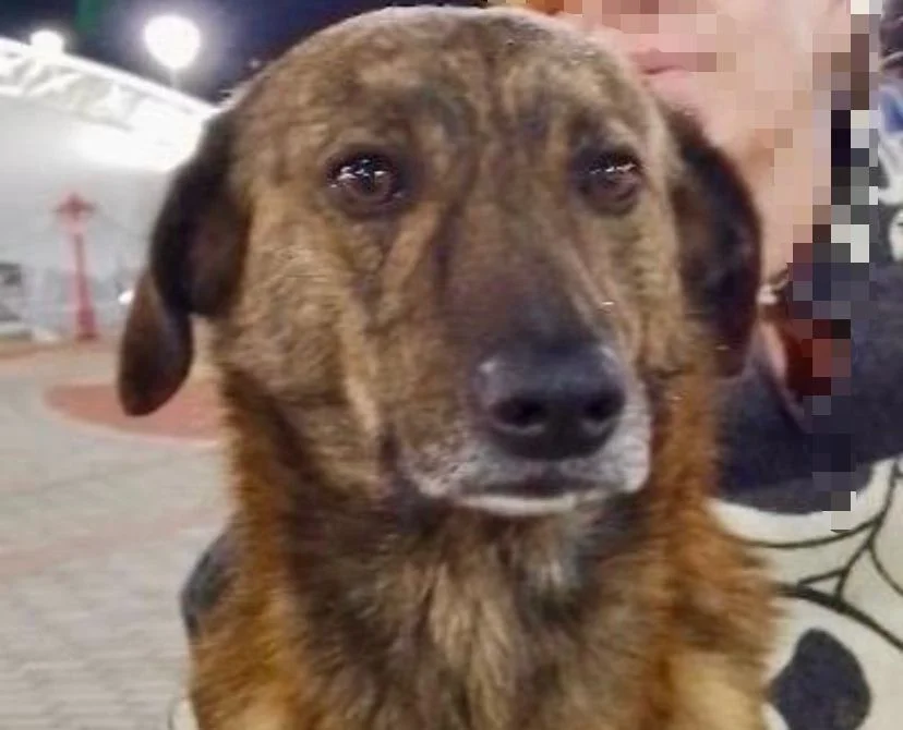 Muerte de Tigre: perro comunitario causa indignación en Riobamba