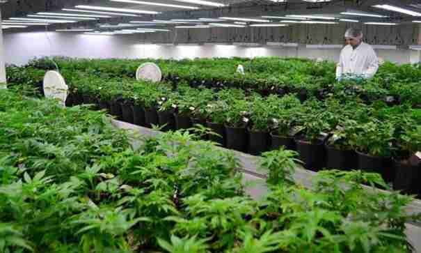 En el Ecuador existen 705 empresas registradas para actividades legales en torno al cannabis y más de 200 productos en el mercado.