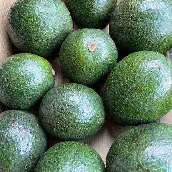 5 datos curiosos sobre el aguacate ¿en qué nomás puedes usarlo?