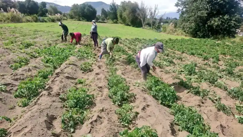 Gobierno anunció un nuevo bono, ahora para agroproductores afectados por lluvias. El monto será de USD 800.