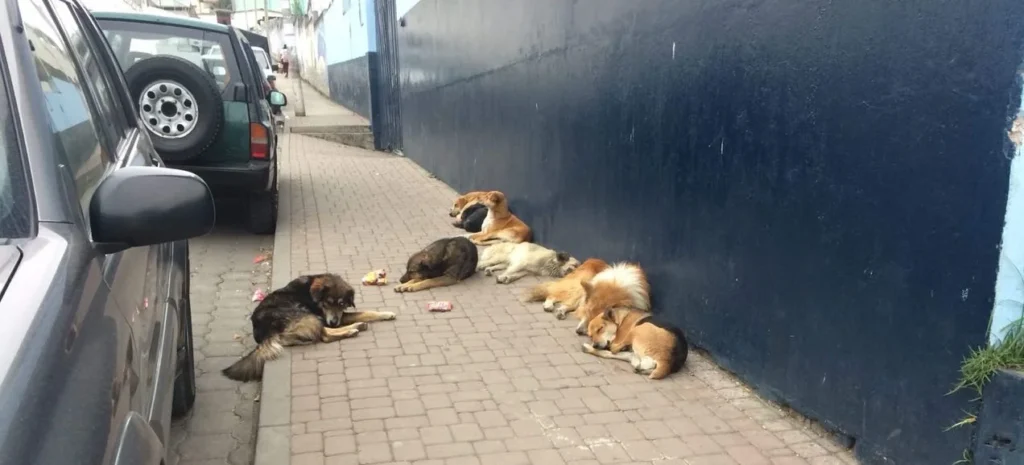 Fauna urbana Víctimas del Abandono y la Indiferencia