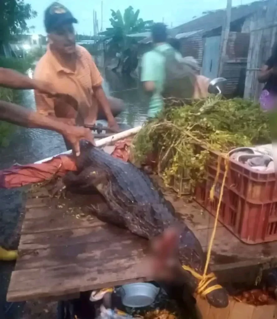 En Milagro se comen un lagarto que entró a su casa por las lluvias