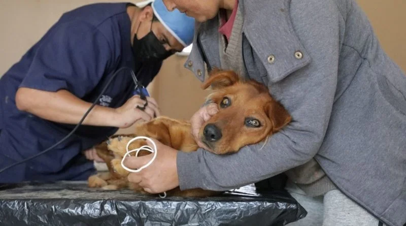 Esterilización en mascotas: la elección más responsable