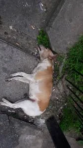 Envenenan perrita en barrio Camino Viejo, San Miguel