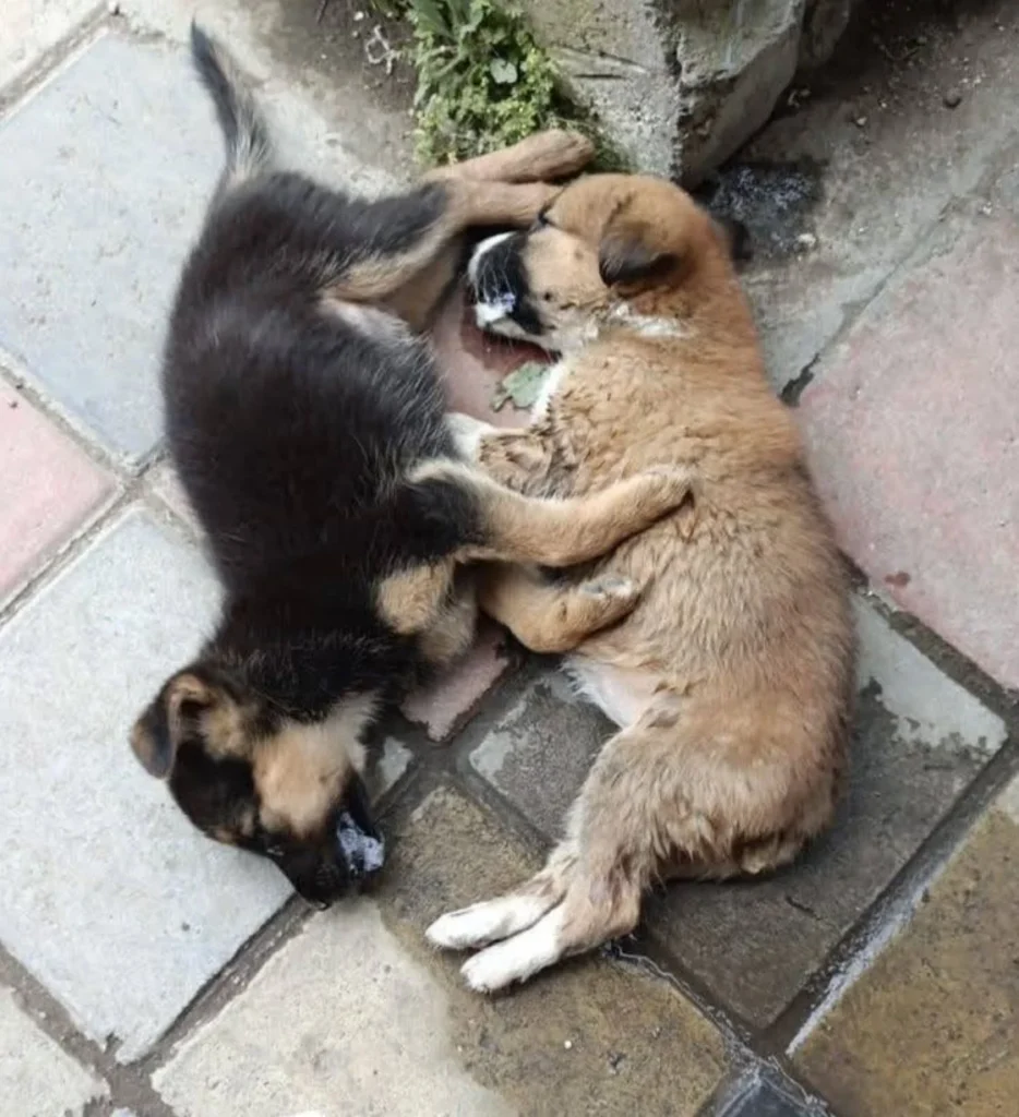 Seis perritos envenenados en la Joya, Ambato.