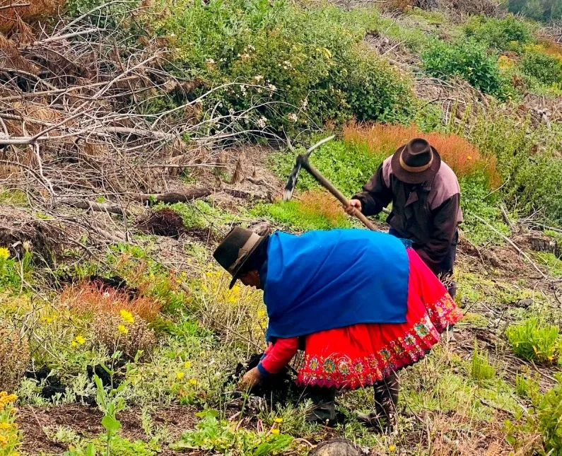 Reforestan Alausí con alisos